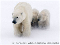 Stop the new Congress from drilling in the Arctic