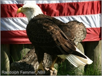 thrips Thursday & some News -Veterans Day