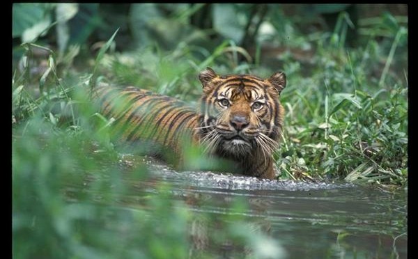 a message from … Philip Radford, Greenpeace