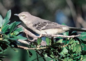 mockingbird