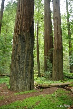 Would you trade a redwood or an ancient Tribal burial ground for a merlot?      …Corinne Ball, Change.org