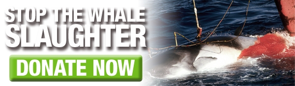 GREENPEACE …Philip Radford, Greenpeace