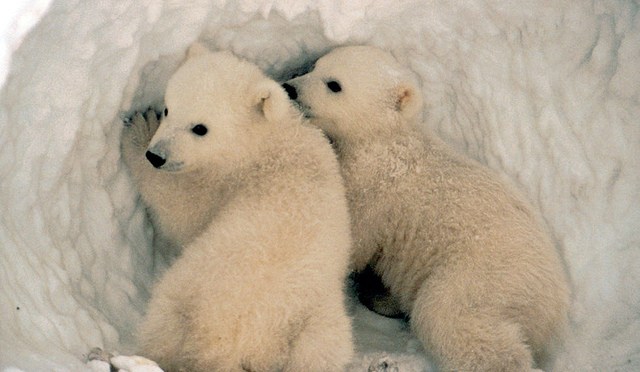 Polar Bear Cubs Won’t Stand a Chance     …Dan Howells, Greenpeace
