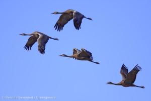 Sandhill CraneKanadakraniche