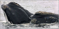endangeredWhales