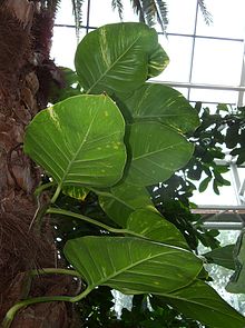 Epipremnum-aureum-poznan-palmiarnia-abrimaal
