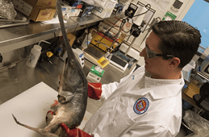 WordPressWhatFishIsThat