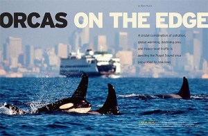 0da54-orcas_on06_1